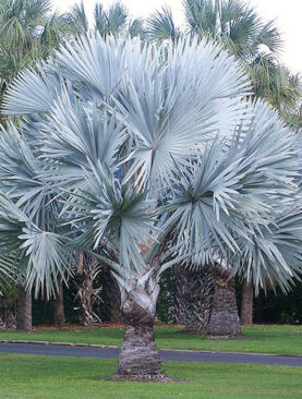 Sadnica palme - Bismarckia nobilis ‘Silver’